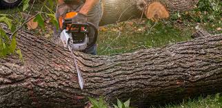 Professional Tree Services in St Anthony, ID